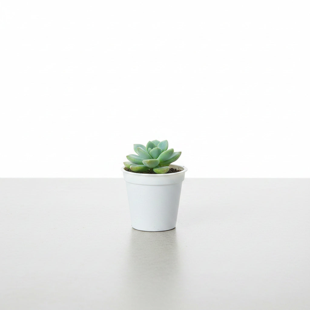Succulent Plant # 1 – Low Maintenance Decorative Plant