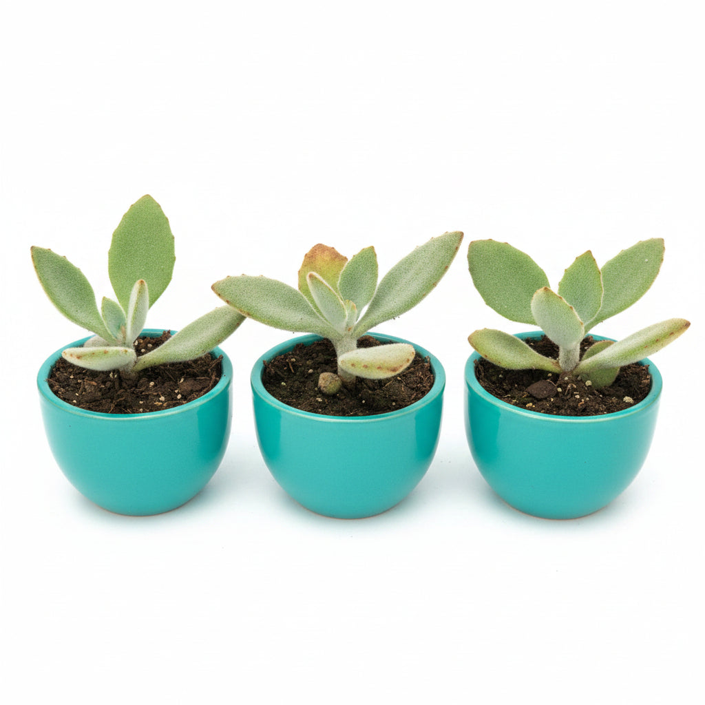 Succulent Plant # 2 – Low Maintenance Decorative Plant
