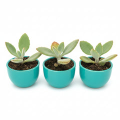 Succulent Plant # 2 – Low Maintenance Decorative Plant