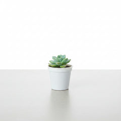 Succulent Plant # 1 – Low Maintenance Decorative Plant