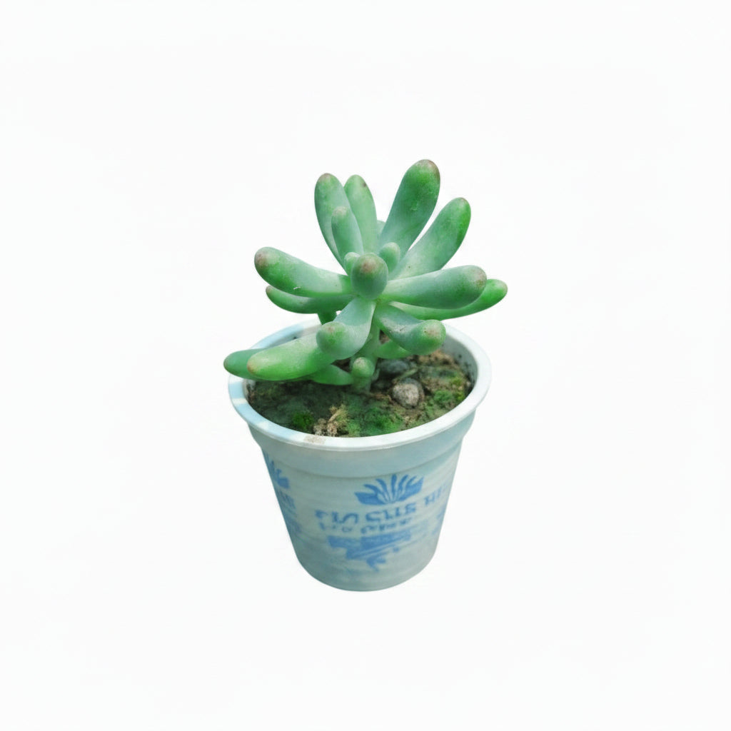 Succulent Plant # 4 – Low Maintenance Decorative Plant
