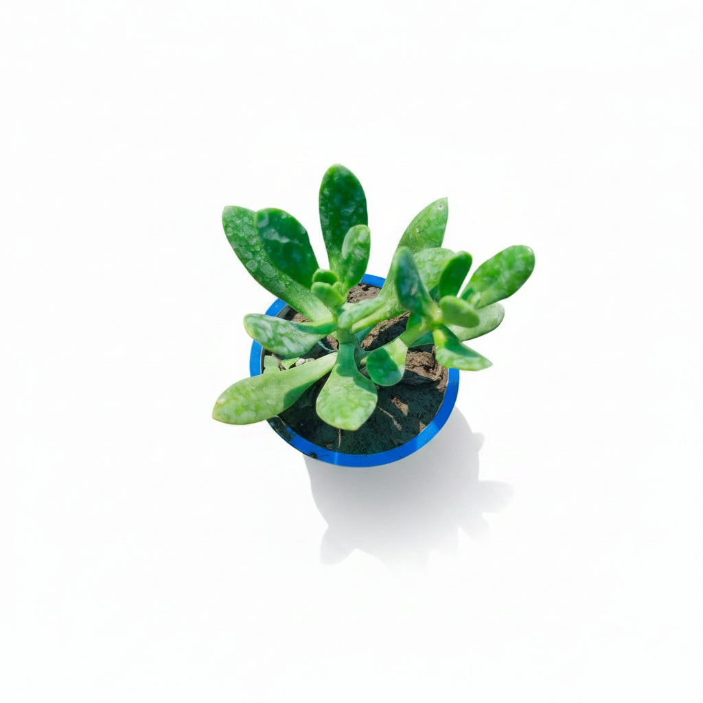 Succulent Plant # 5 – Low Maintenance Decorative Plant