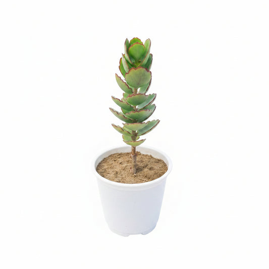 Succulent Plant # 7 – Low Maintenance Decorative Plant
