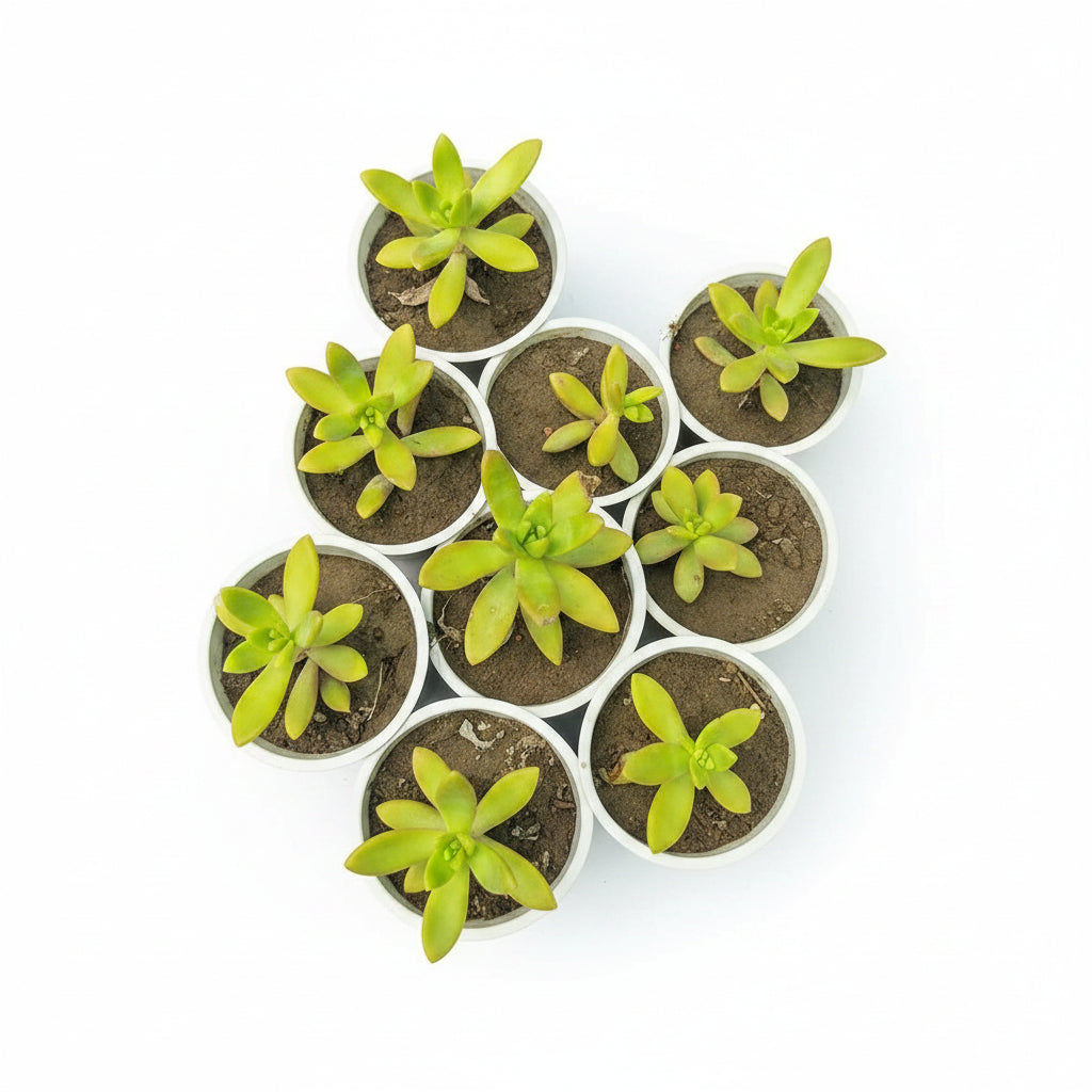 Succulent Plant # 8 – Low Maintenance Decorative Plant