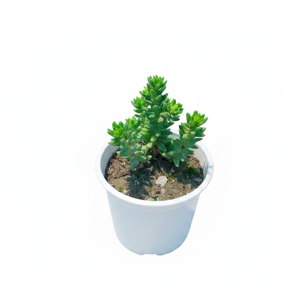Succulent Plant # 6 – Low Maintenance Decorative Plant
