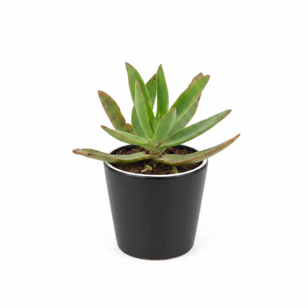 Succulent Plant # 9 – Low Maintenance Decorative Plant