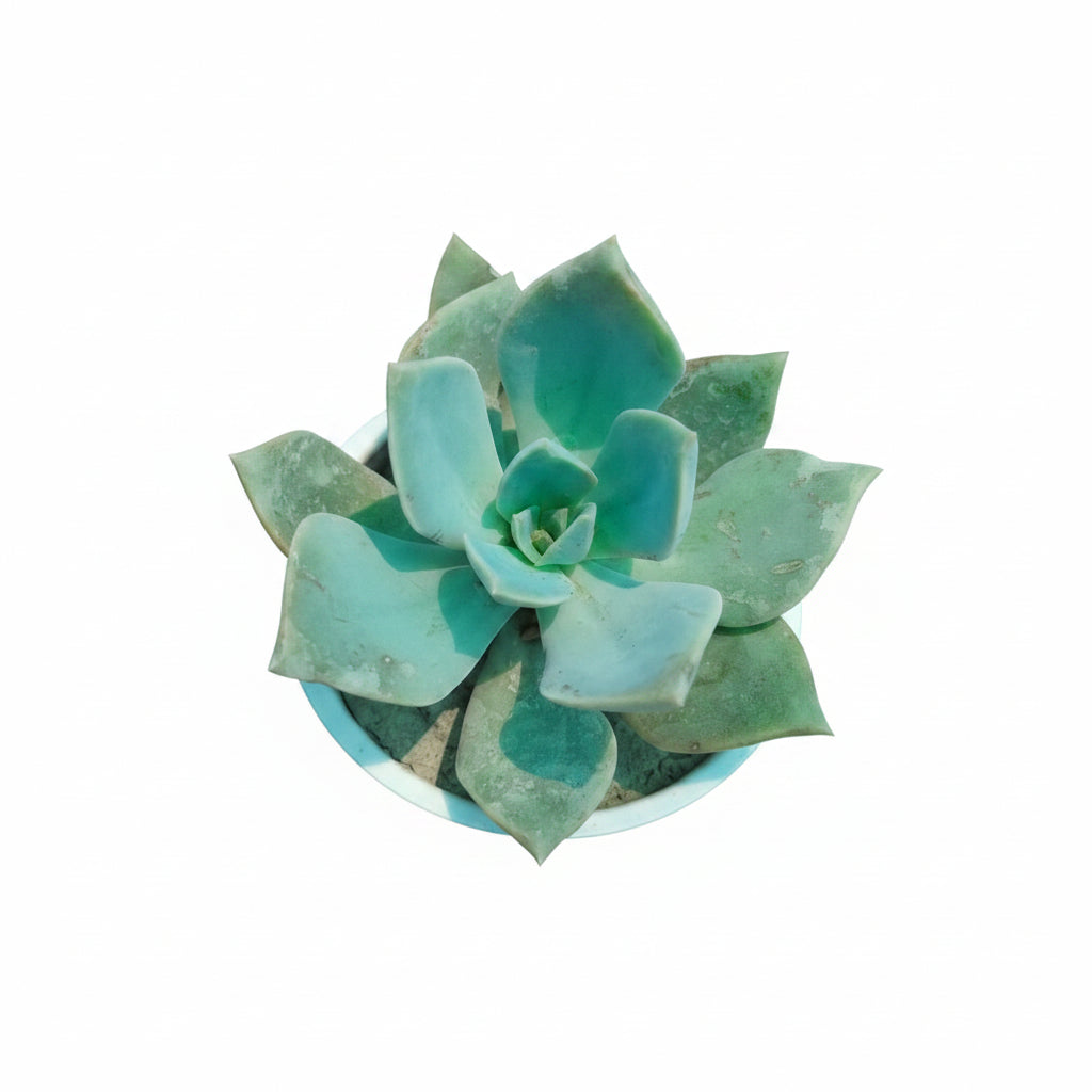 Succulent Plant # 10 – Low Maintenance Decorative Plant