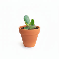 Succulent Plant # 11 – Low Maintenance Decorative Plant