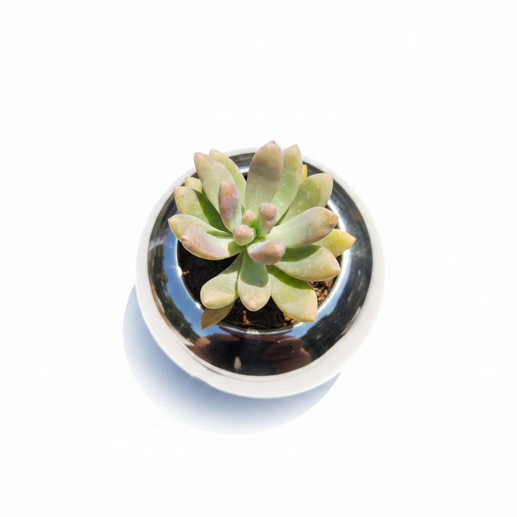 Succulent Plant # 13 – Low Maintenance Decorative Plant