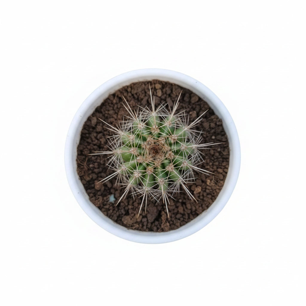 Succulent Plant # 19 – Low Maintenance Decorative Plant