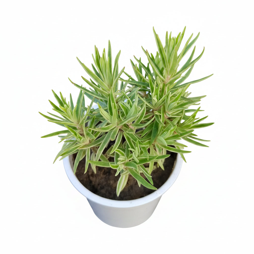 Succulent Plant # 16 – Low Maintenance Decorative Plant