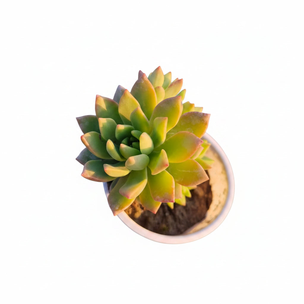 Succulent Plant # 17 – Low Maintenance Decorative Plant