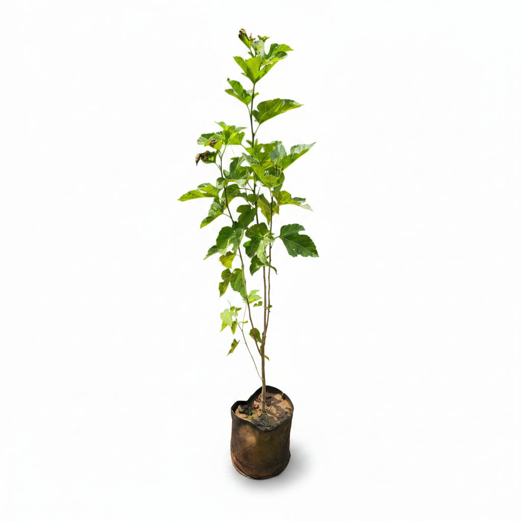 Thai Mulberry Plant – Sweet & High-Yield Fruit Plant