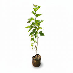 Thai Mulberry Plant – Sweet & High-Yield Fruit Plant