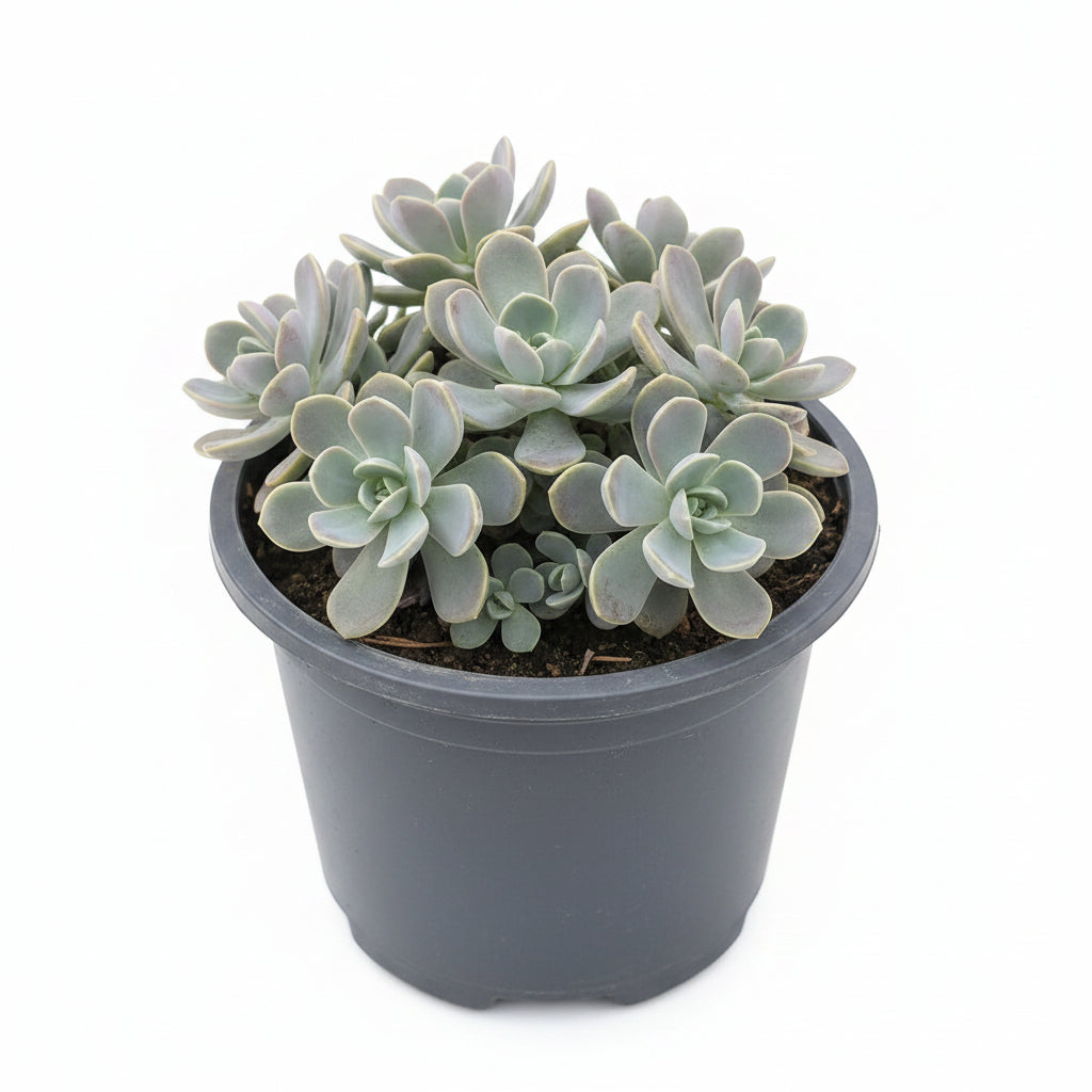 Roselet Succulent – Rosette-Shaped Decorative Succulent Plant