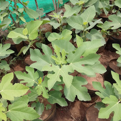 Hybrid White Fig Plant – Premium Grafted White Fig Fruit Plant