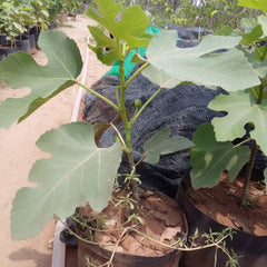 Hybrid White Fig Plant – Premium Grafted White Fig Fruit Plant