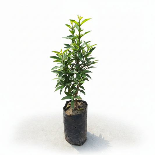 Micro Leaf Guava Plant – Premium Dwarf Guava Fruit Plant