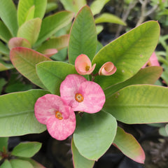Euphorbia Plant – Decorative Low-Maintenance Succulent