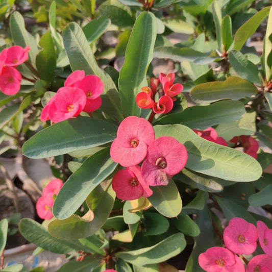 Euphorbia Plant – Decorative Low-Maintenance Succulent