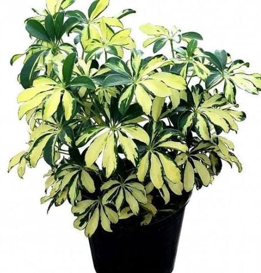 Schefflera Plant