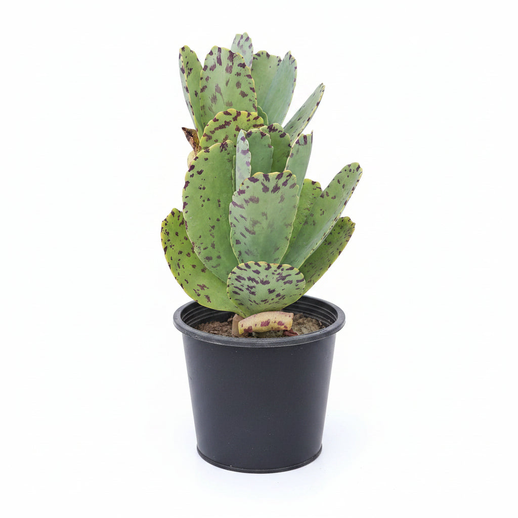 Dotted Variegated Kalanchoe – Premium Ornamental Succulent Plant