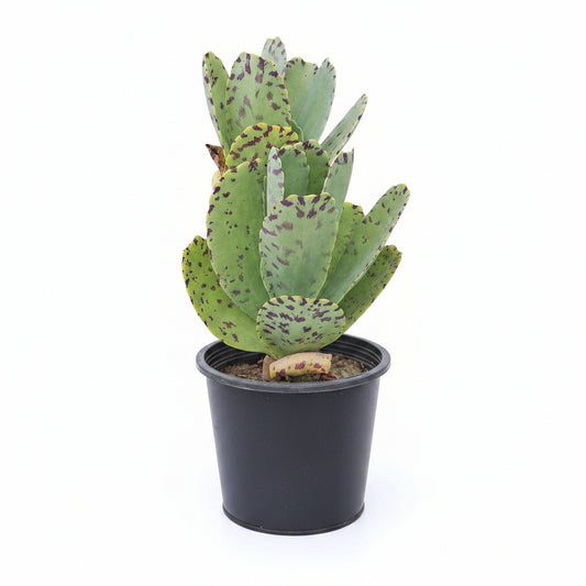 Dotted Variegated Kalanchoe – Premium Ornamental Succulent Plant