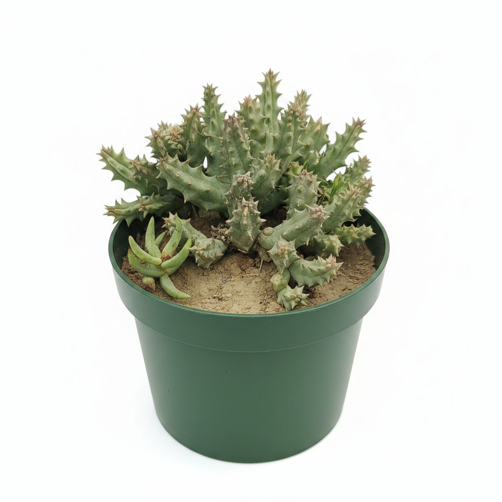 Chong Succulent – Premium Ornamental Succulent Plant