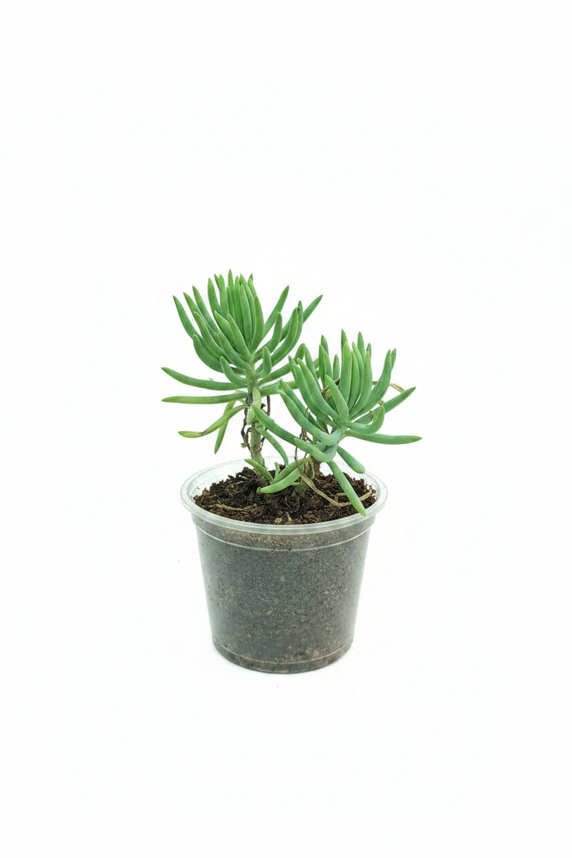 Chalk Stick Succulent – Premium Blue Ornamental Succulent
