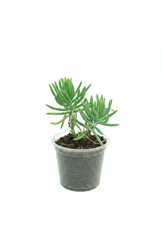 Chalk Stick Succulent – Premium Blue Ornamental Succulent