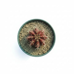 Gymnocalycium Cactus Plant – Premium Flowering Moon Cactus