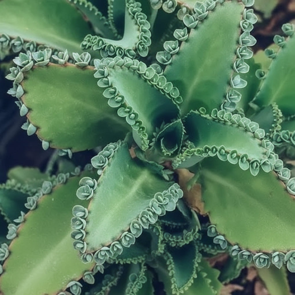 Mother of Thousands Plant – Premium Live-Bearing Succulent