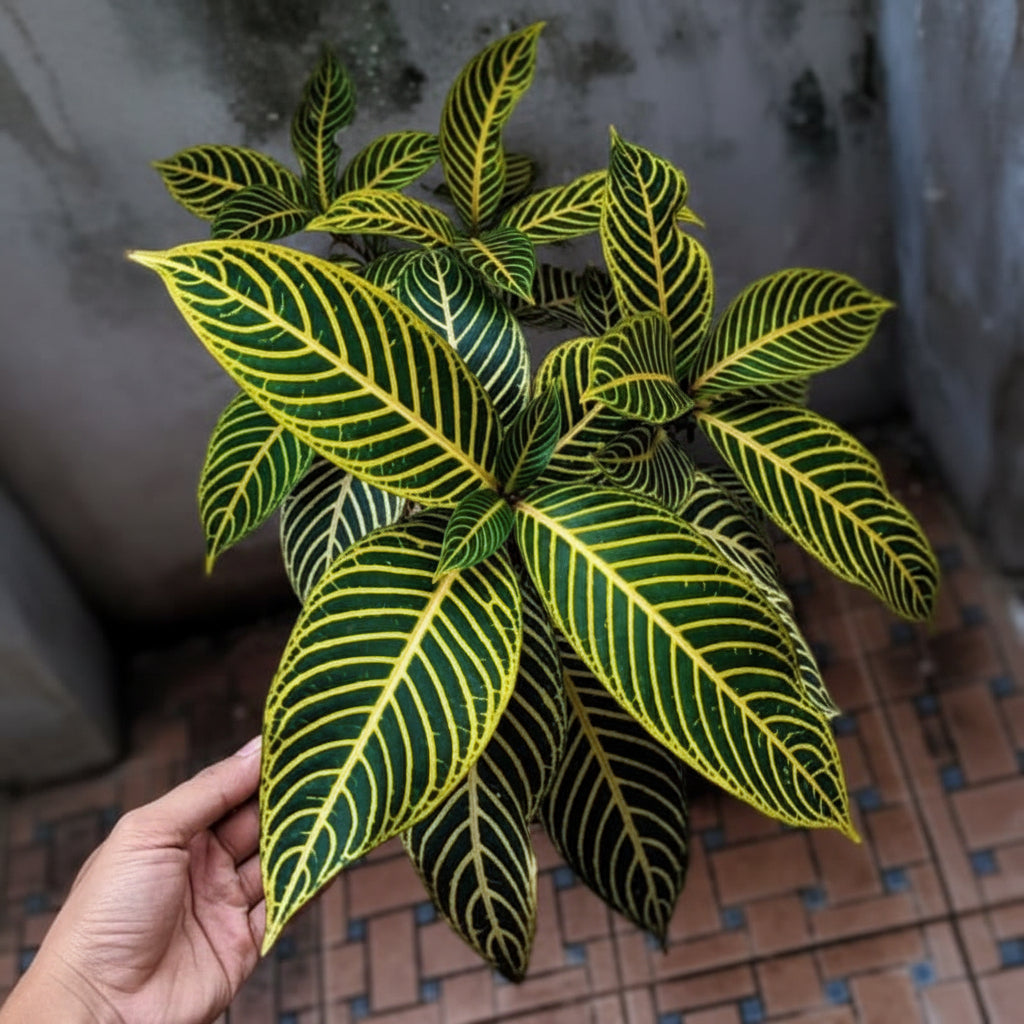 Green Sanchezia Plant – Tropical Ornamental Foliage Plant