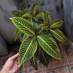 Green Sanchezia Plant – Tropical Ornamental Foliage Plant