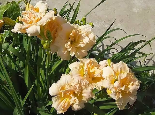 Daylily 'Bowl of Cream' Bulb – Premium Hybrid Daylily