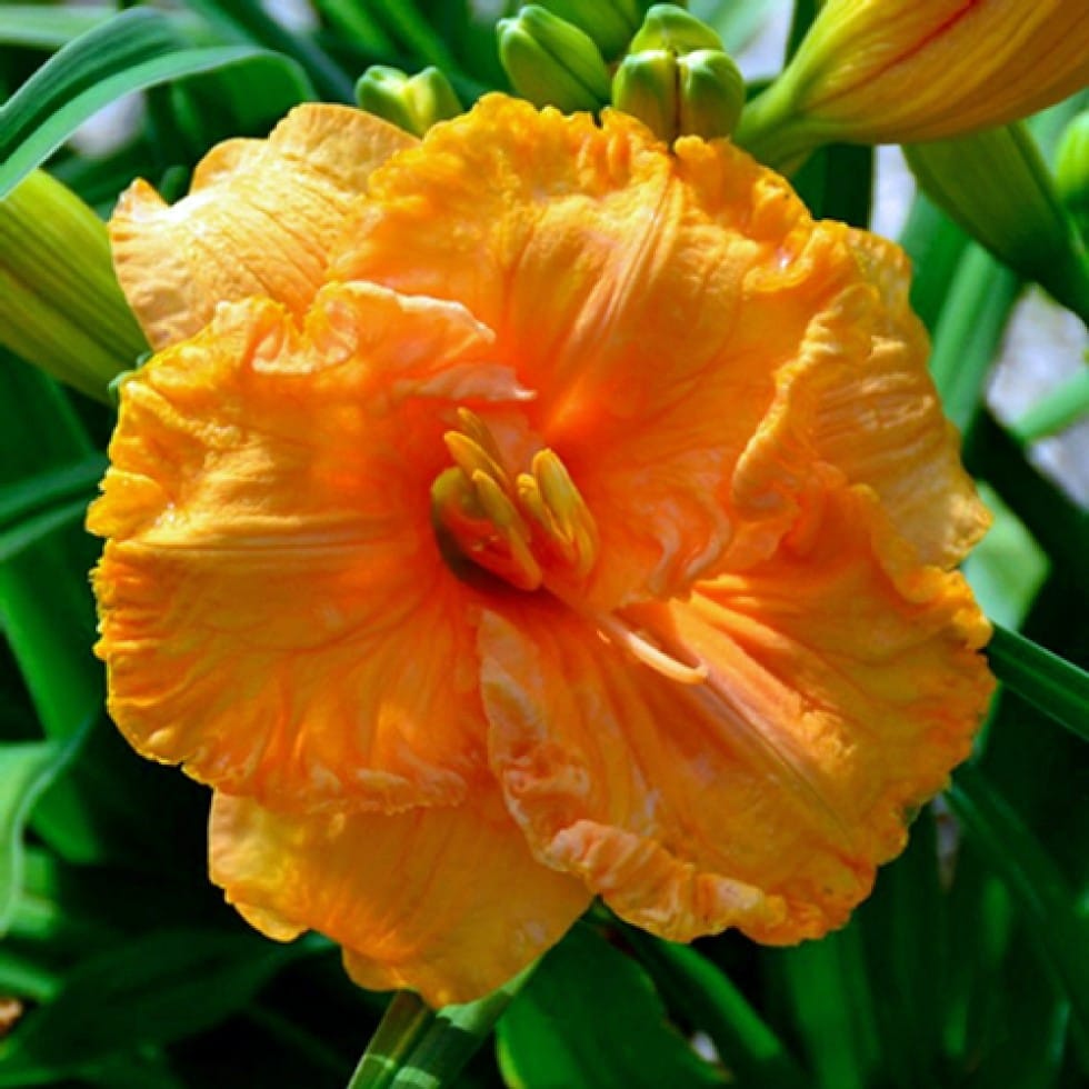 Daylily 'Lemonade' Bulb – Premium Hybrid Daylily