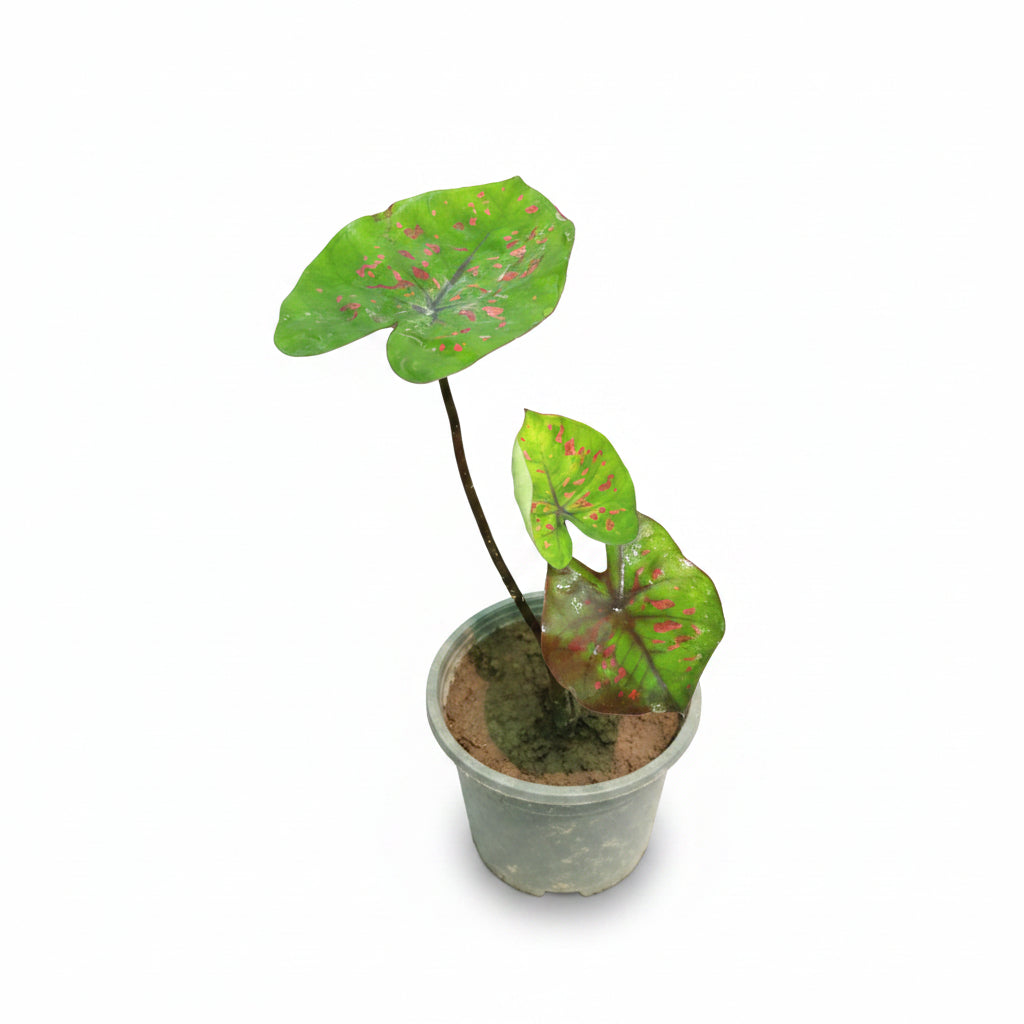 Caladium Plant Variety B – Premium Colorful Foliage Plant