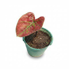 Caladium Plant Variety A – Premium Colorful Foliage Plant