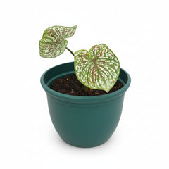 Caladium Plant Variety E – Premium Colorful Foliage Plant