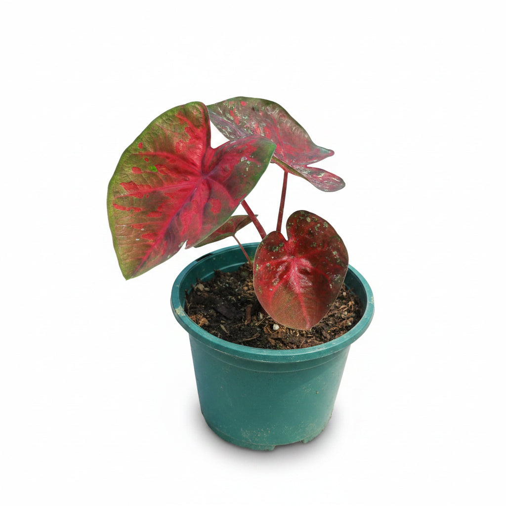 Caladium Plant Variety F – Premium Colorful Foliage Plant