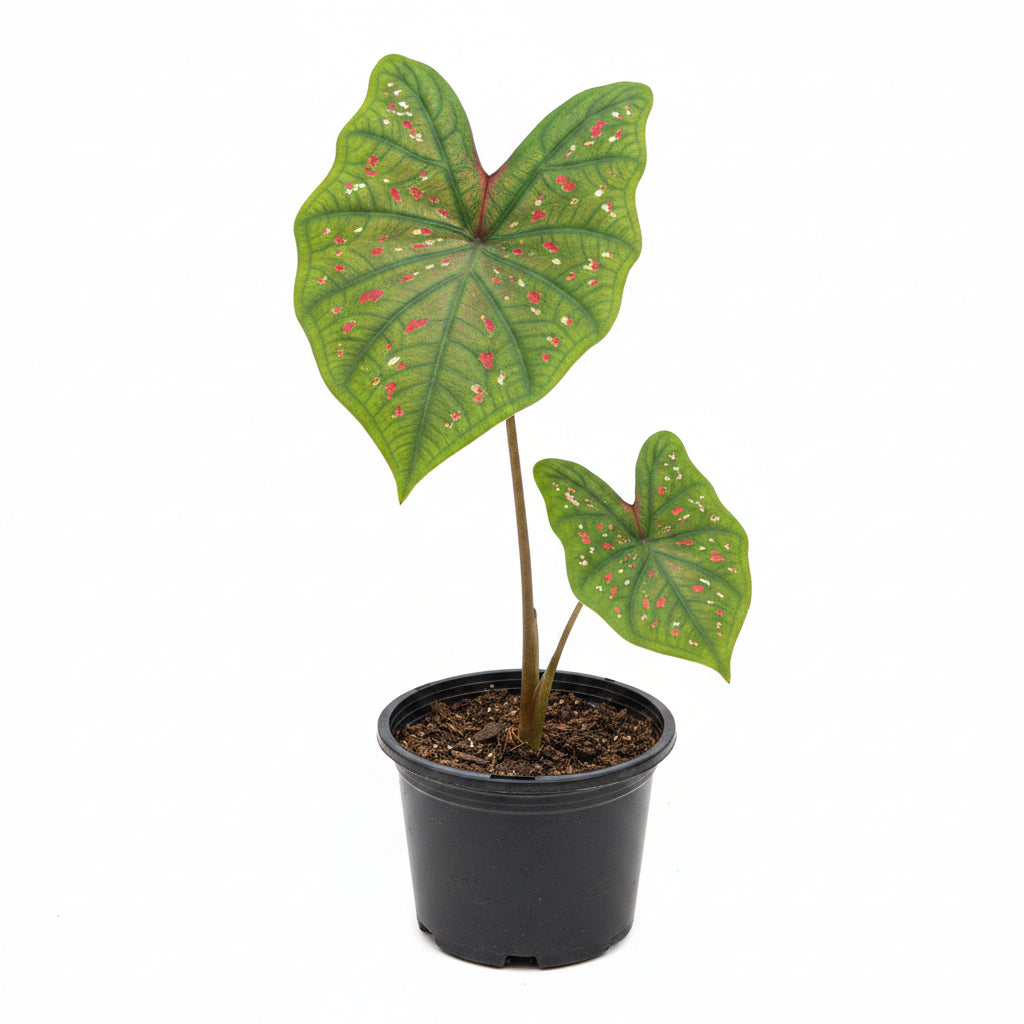 Caladium Plant Variety G – Premium Colorful Foliage Plant