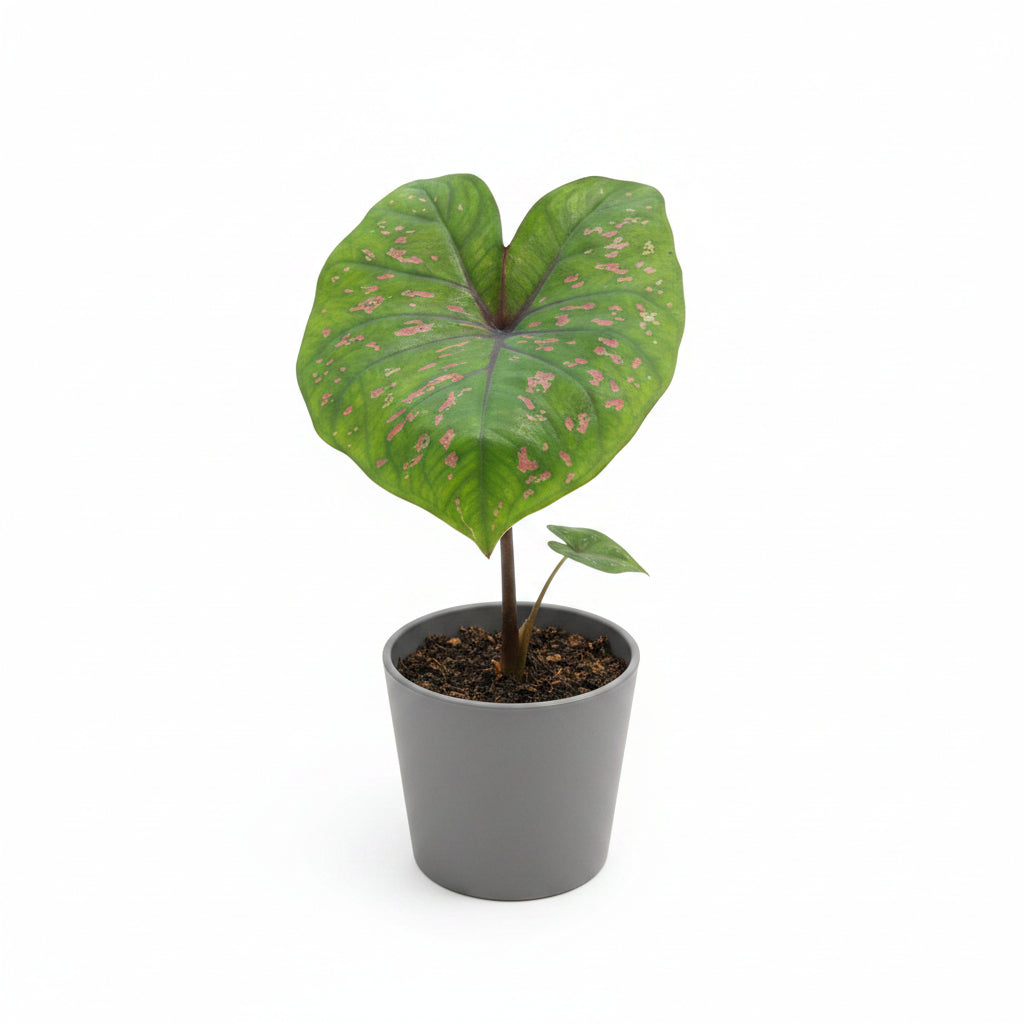 Caladium Plant Variety H – Premium Colorful Foliage Plant