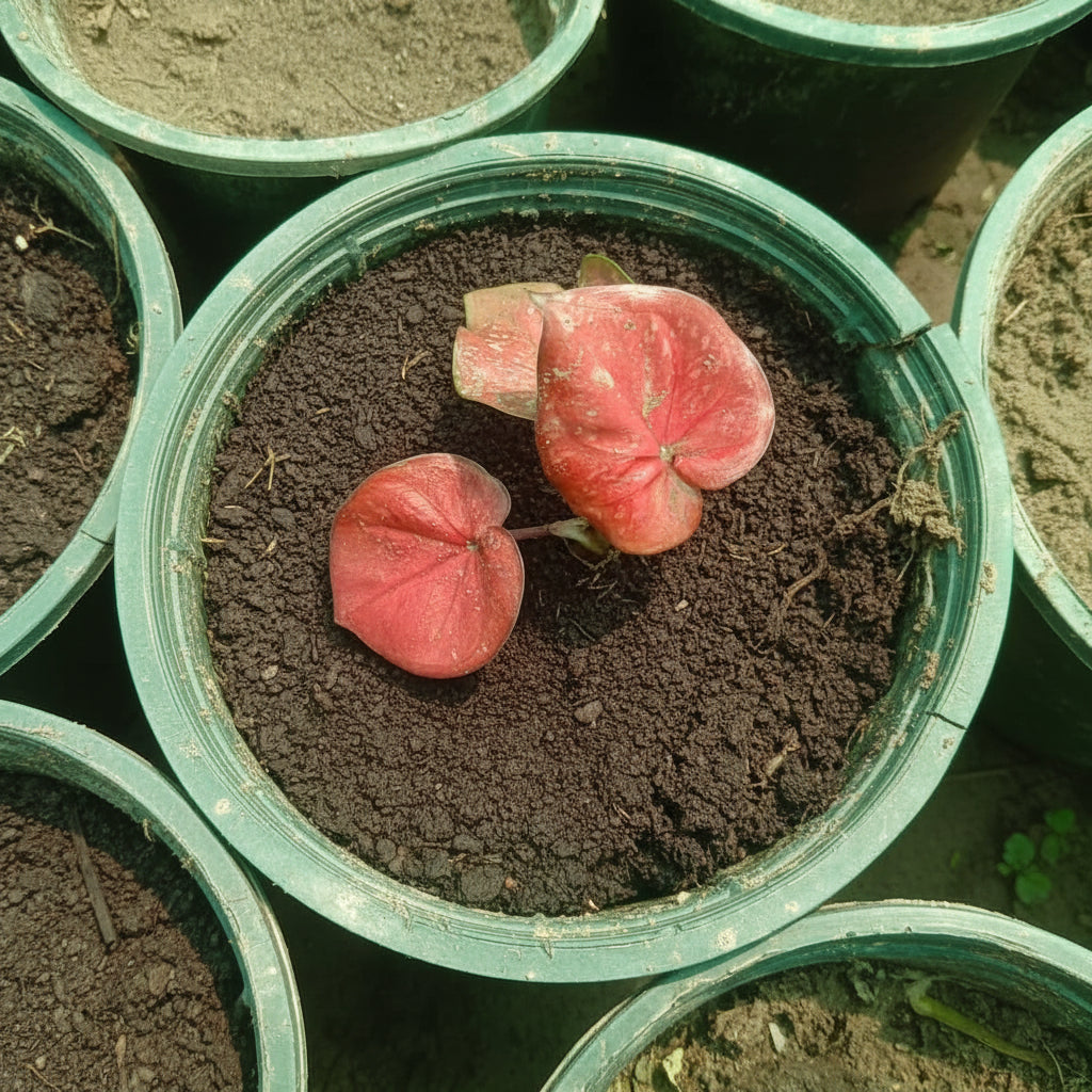 Caladium Plant Variety I – Premium Colorful Foliage Plant