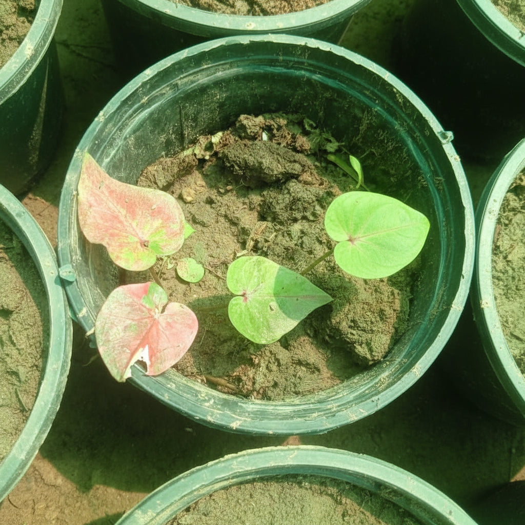 Caladium Plant Variety J – Premium Colorful Foliage Plant