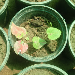 Caladium Plant Variety J – Premium Colorful Foliage Plant