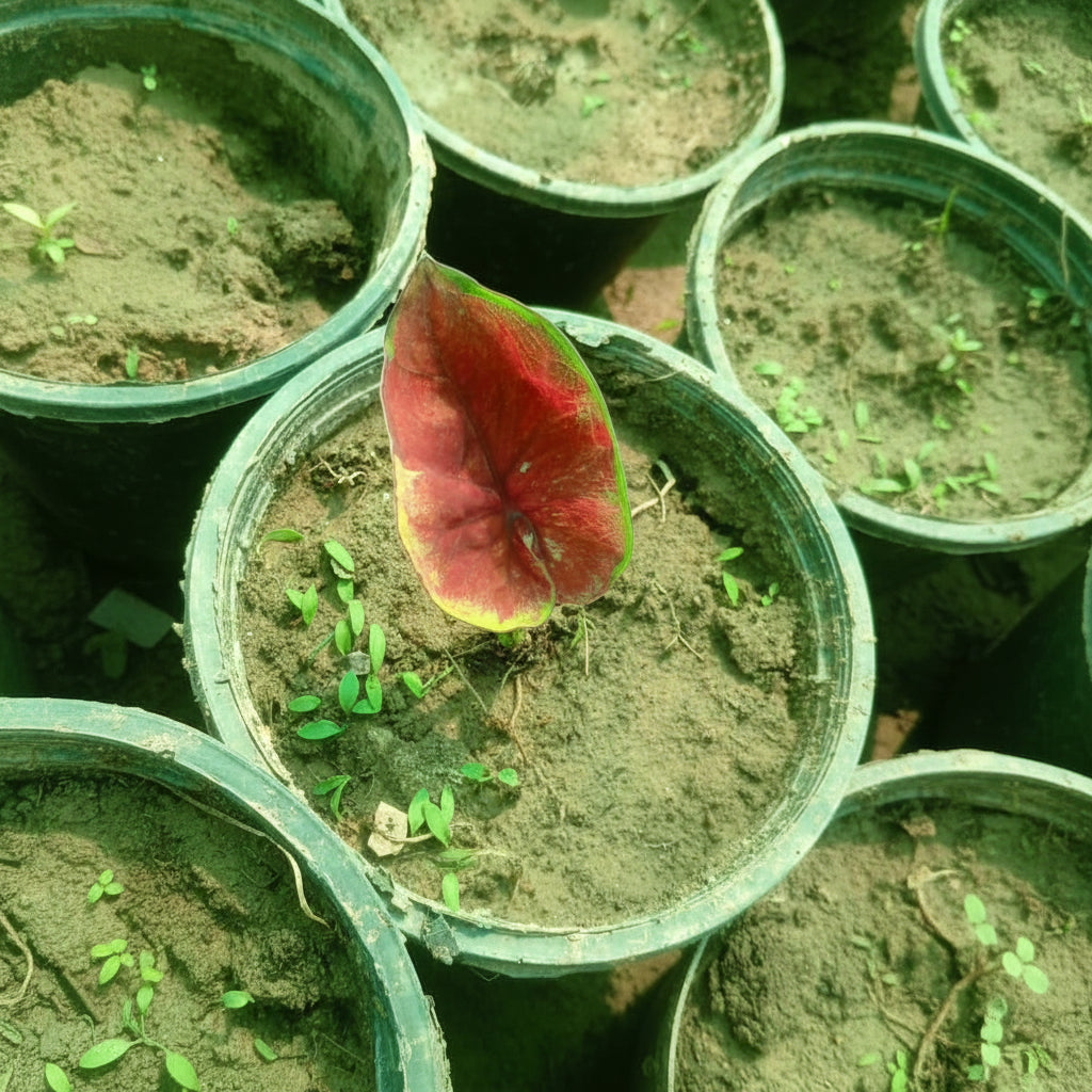 Caladium Plant Variety K – Premium Colorful Foliage Plant