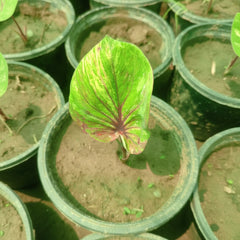 Caladium Plant Variety M – Premium Colorful Foliage Plant