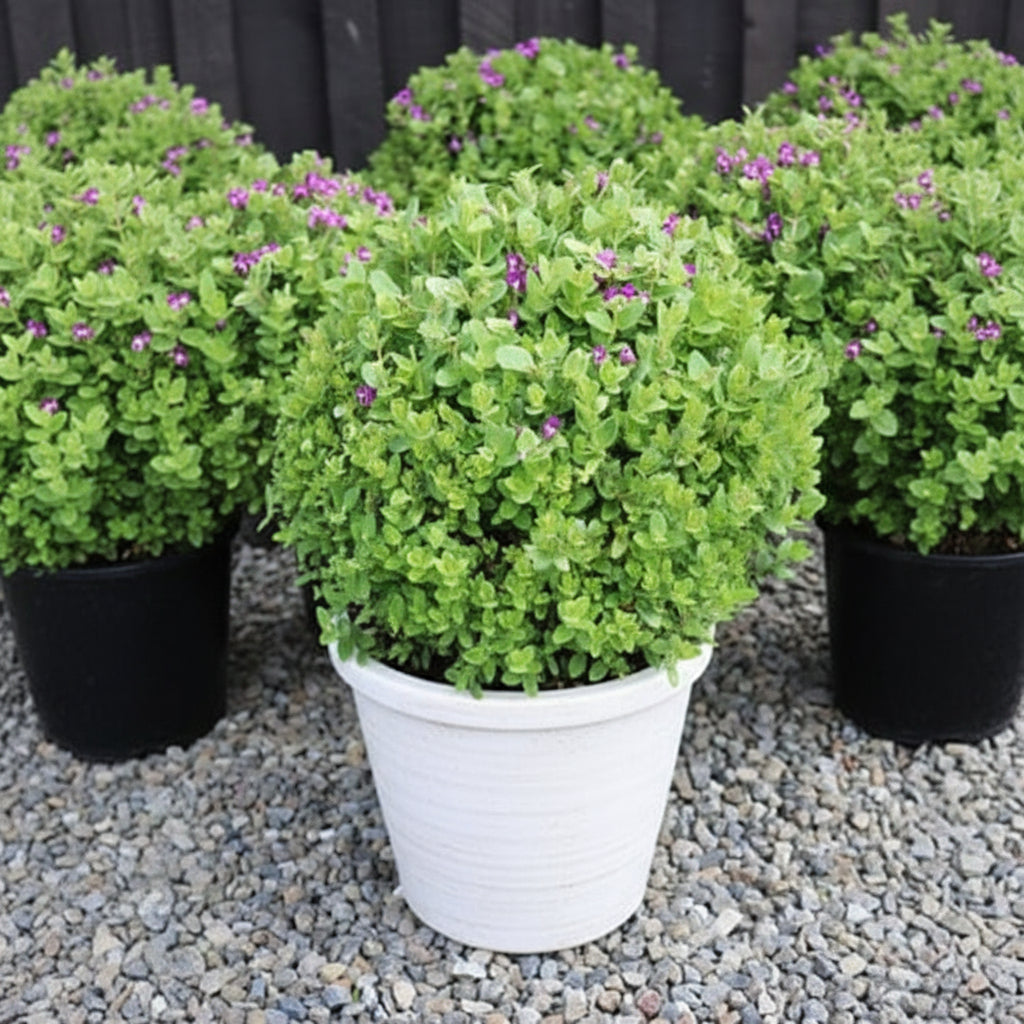 Poly Gala Plant – Premium Polygala Ornamental Flowering Plant