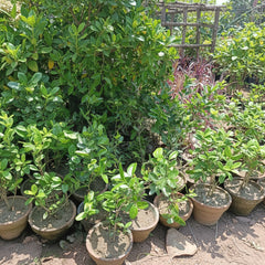Kronda Fruit Plant – Premium Karonda Fruit Plant (Carissa carandas)