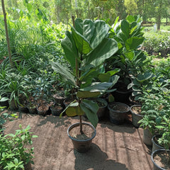 Fiddle Leaf Plant – Premium Fiddle Leaf Fig (Ficus lyrata)